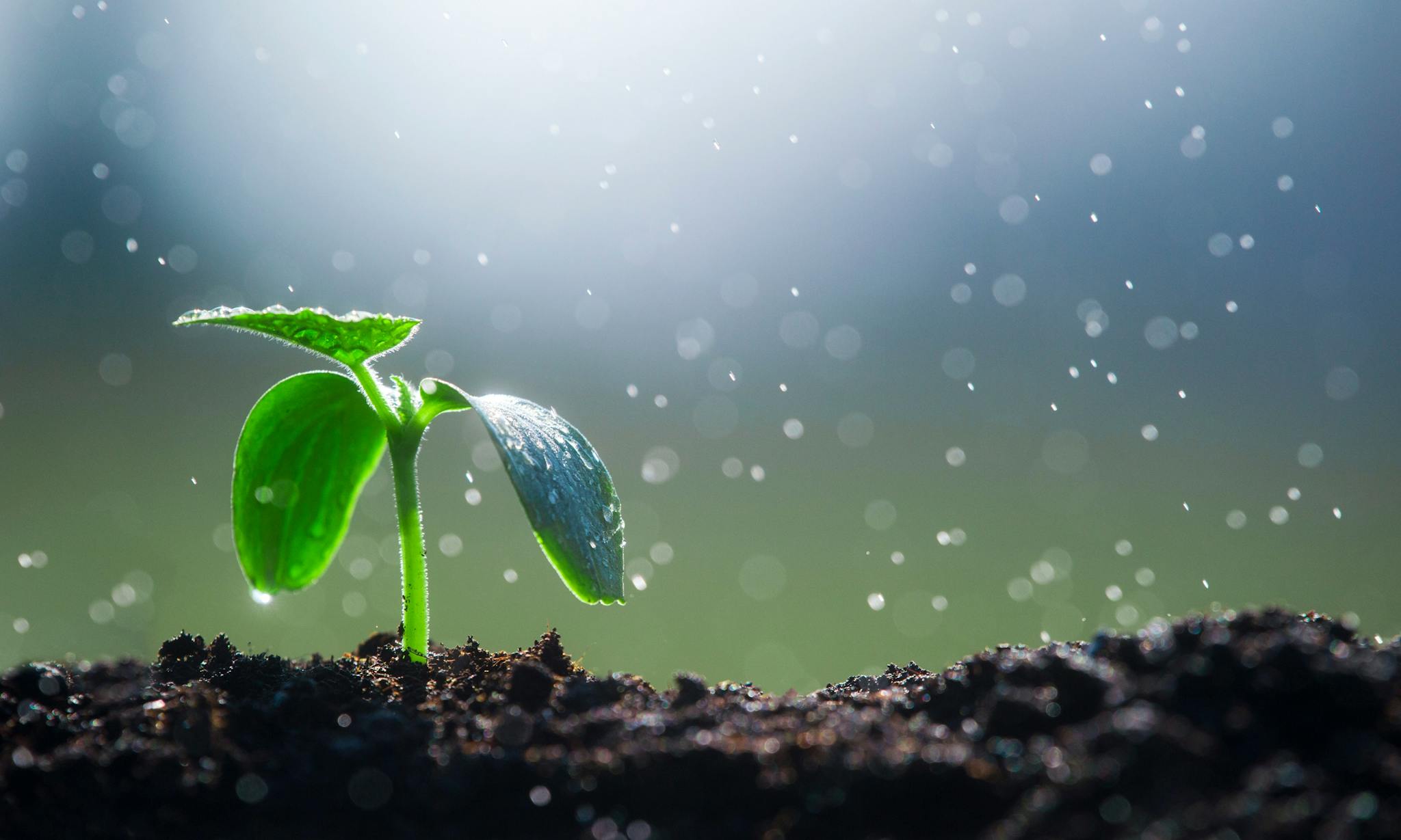 seedling growing in dirt in light rain with light overhead